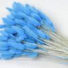 13503 lagurus pastel blauw 65cm W5o scaled