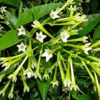 cestrum nocturnum2jpg scaled