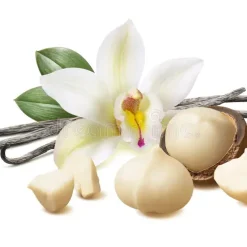 vanilla flower pods macadamia nuts isolated white background clipping path vanilla flower pods macadamia nuts 173866832