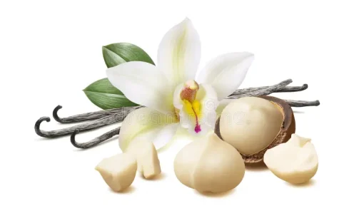 vanilla flower pods macadamia nuts isolated white background clipping path vanilla flower pods macadamia nuts 173866832