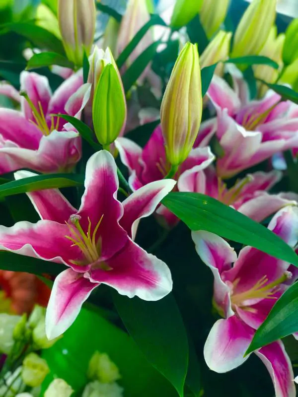 Λίλιουμ Ροζ Σκούρο