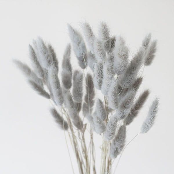 lagurus natural grey lagurus 3990 p