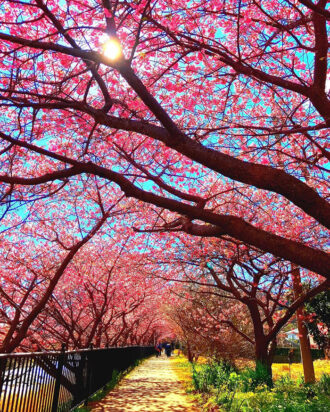 Άρωμα για κερί και σαπούνι, Blossom burst