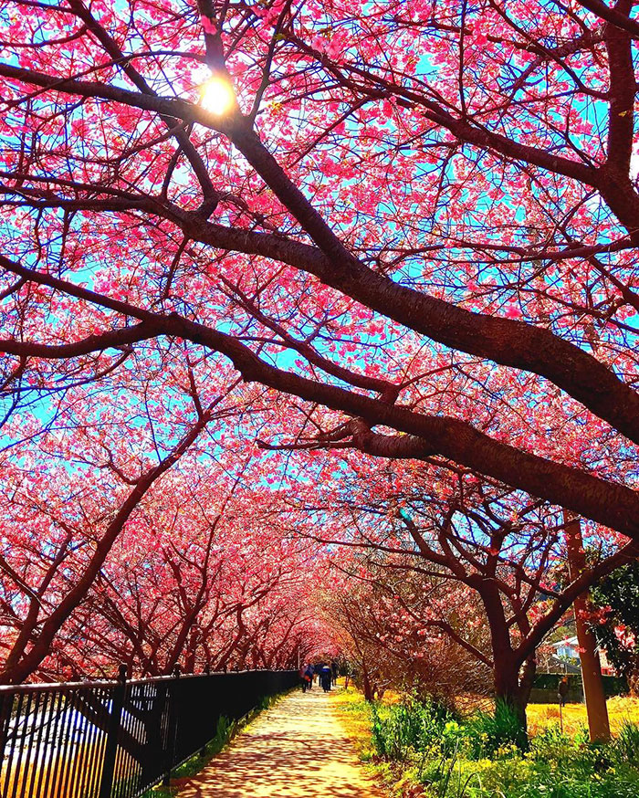 Άρωμα για κερί και σαπούνι, Blossom burst