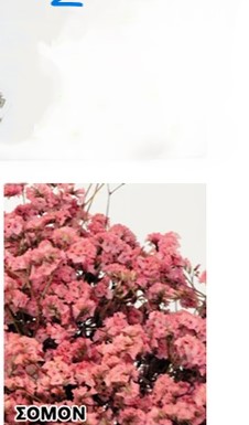 Αποξηραμένη Crystal Flower, Σομόν, 20gr